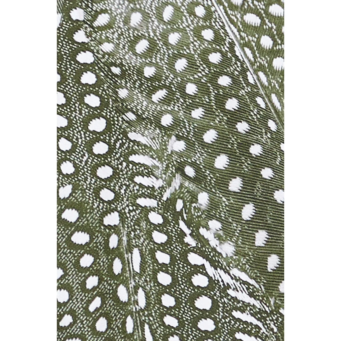 Praia Bottom in Olive Guinea - Tropic of C